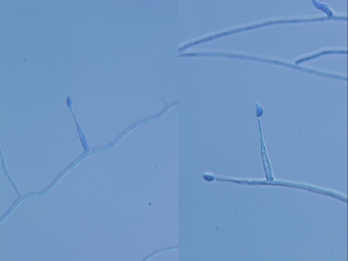 Ophiocordyceps campes